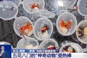 杭州@铲屎官们 养“异宠”或危害国家安全 这些行为违法了