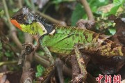 杭州云南南滚河保护区首次发现红唇棘蜥