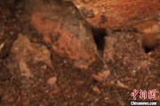 杭州江西发现蜘蛛新物种 为研究呵叻蛛属适应区域提供依据