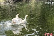 杭州吉林：罕见白鸬鹚连续两年“故地重游”