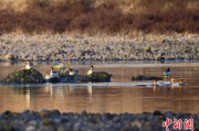 杭州歙县完成安徽首个县域生物多样性调查 共记录物种近4千种